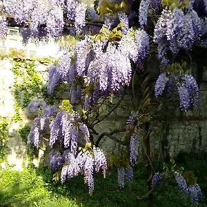 Osmanthus Vicence